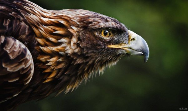  عکس عقاب طلایی خفن