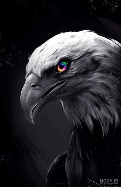  عکس عقاب طلایی خفن
