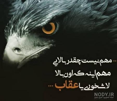  عکس عقاب طلایی خفن