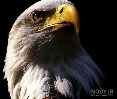  عکس عقاب طلایی خفن