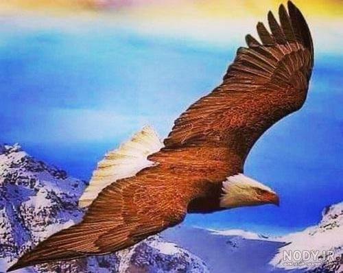  عکس عقاب طلایی خفن