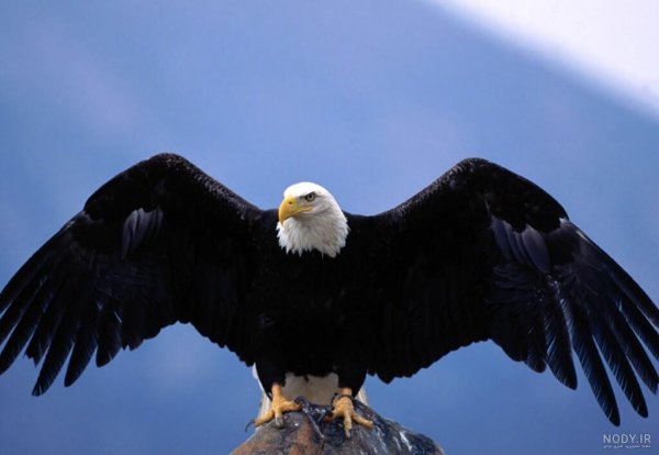  عکس عقاب طلایی خفن