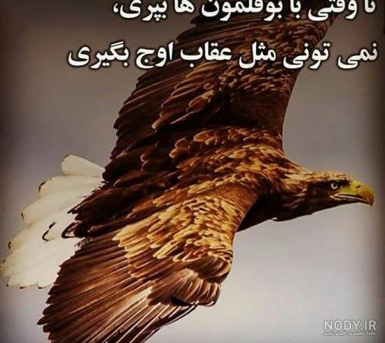  عکس عقاب طلایی خفن