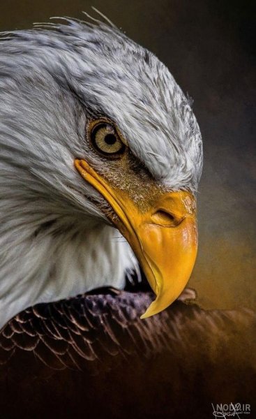  عکس عقاب طلایی خفن
