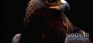  عکس عقاب طلایی خفن