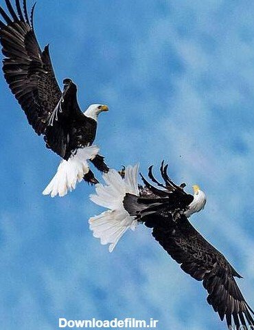 عکس عقاب جفت در حال پرواز