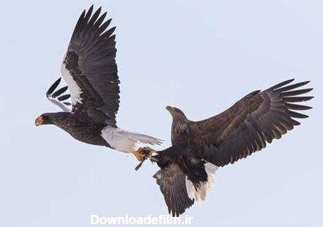  عکس عقاب جفت در حال پرواز