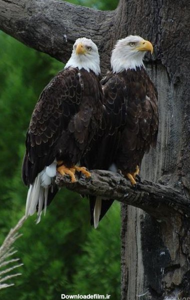  عکس عقاب جفت در حال پرواز