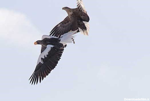  عکس عقاب جفت در حال پرواز
