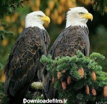  عکس عقاب جفت در حال پرواز