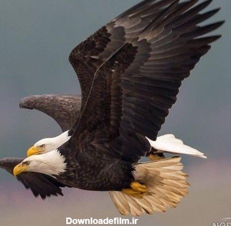  عکس عقاب جفت در حال پرواز