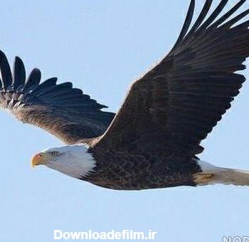  عکس عقاب جفت در حال پرواز