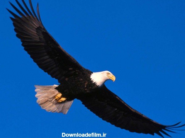  عکس عقاب جفت در حال پرواز