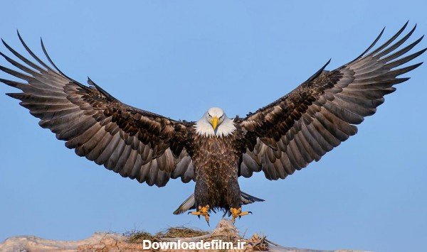  عکس عقاب جفت در حال پرواز