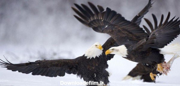  عکس عقاب جفت در حال پرواز
