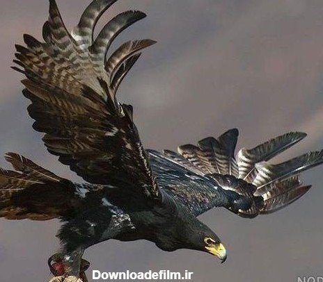  عکس عقاب جفت در حال پرواز