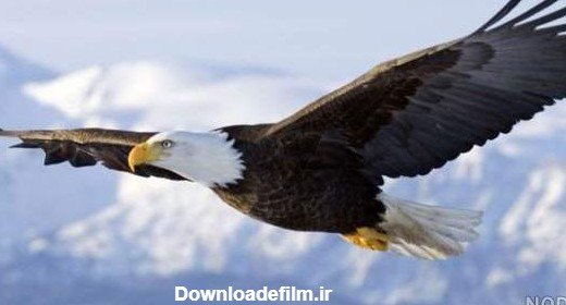  عکس عقاب جفت در حال پرواز