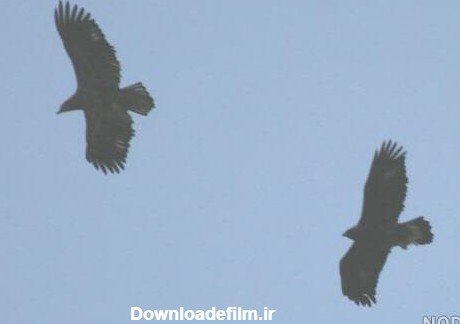  عکس عقاب جفت در حال پرواز