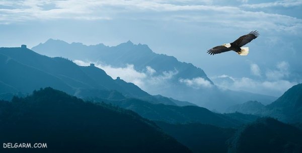  عکس بزرگترین عقاب دنیا