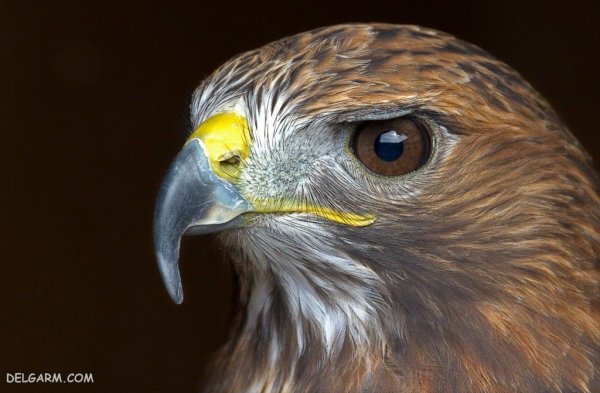  عکس بزرگترین عقاب دنیا