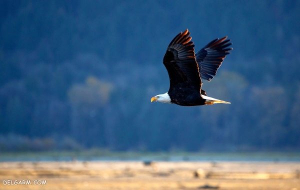  عکس بزرگترین عقاب دنیا