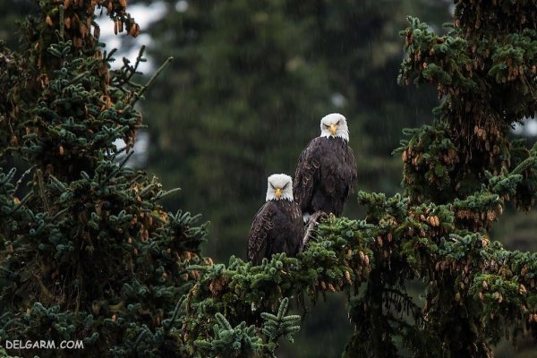  عکس بزرگترین عقاب دنیا