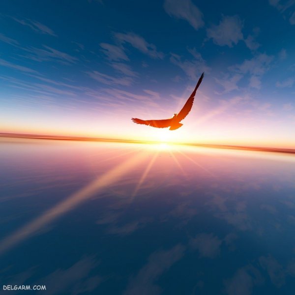  عکس بزرگترین عقاب دنیا