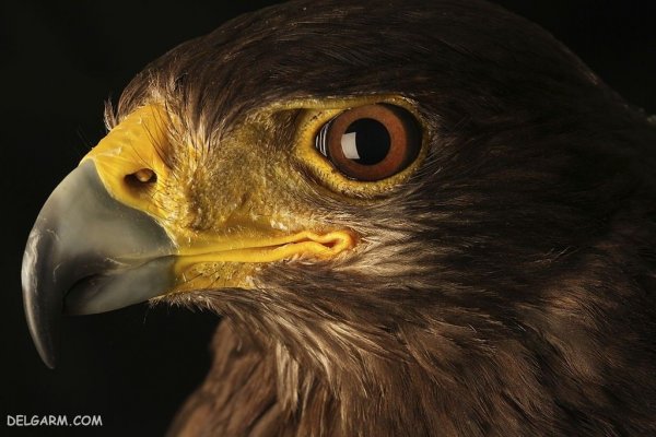  عکس بزرگترین عقاب دنیا