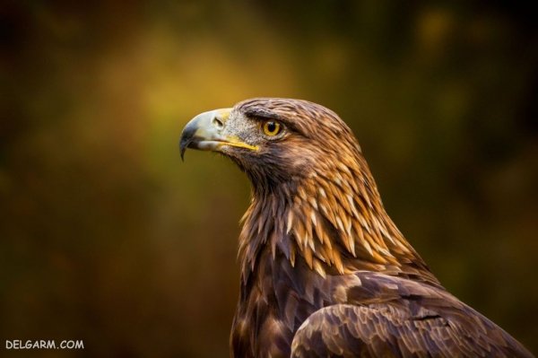 عکس عقاب برای پروفایل