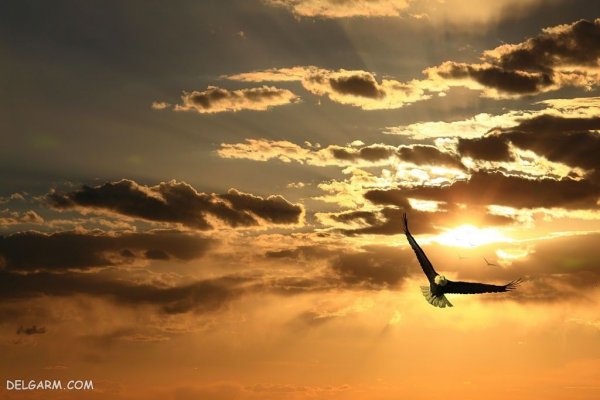  عکس عقاب برای پروفایل