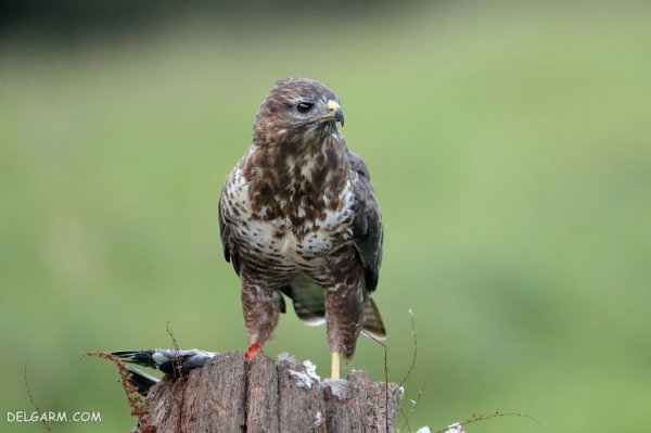  عکس عقاب برای پروفایل