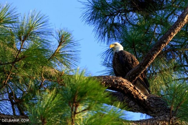  عکس عقاب برای پروفایل