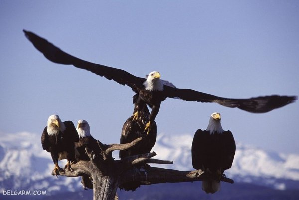  عکس عقاب برای پروفایل