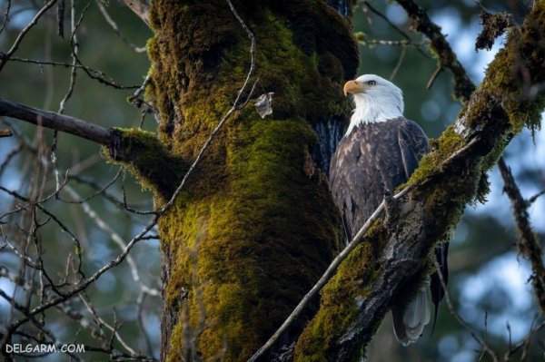  عکس عقاب برای پروفایل