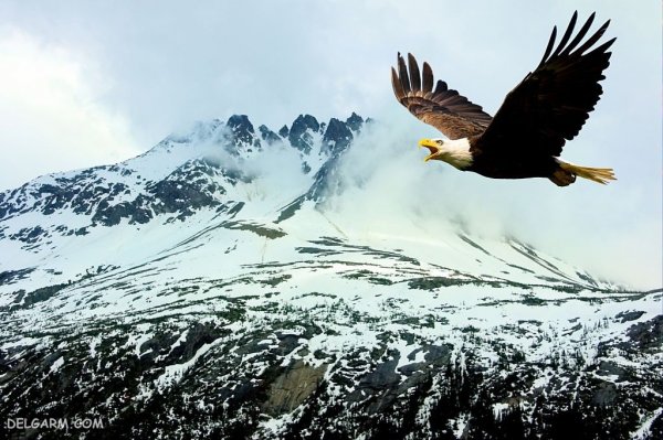  عکس عقاب برای پروفایل