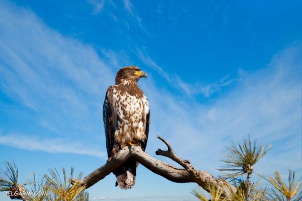  عکس عقاب برای پروفایل