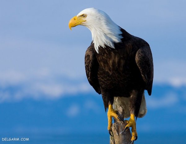  عکس عقاب برای پروفایل واتساپ