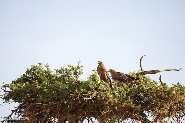  عکس عقاب برای پروفایل واتساپ