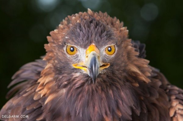  عکس عقاب برای پروفایل واتساپ