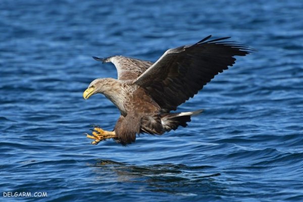  عکس عقاب برای پروفایل واتساپ