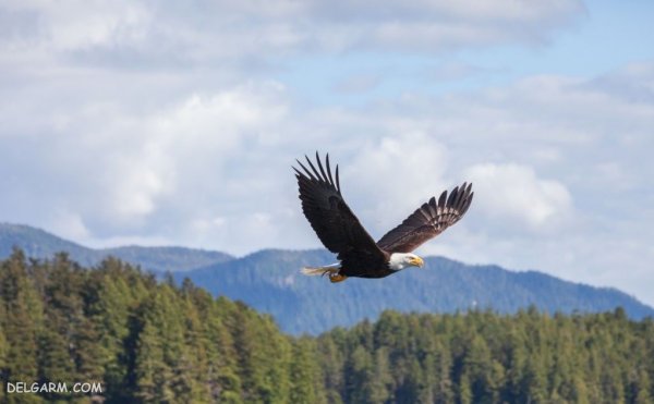  عکس عقاب برای پروفایل واتساپ