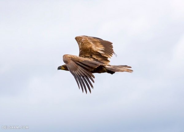  عکس عقاب برای پروفایل واتساپ