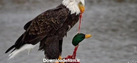 عکس عقاب ترسناک برای پروفایل