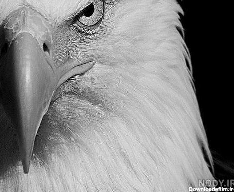  عکس عقاب ترسناک برای پروفایل