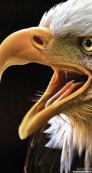  عکس عقاب ترسناک برای پروفایل