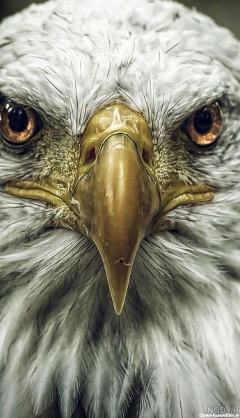  عکس عقاب ترسناک برای پروفایل