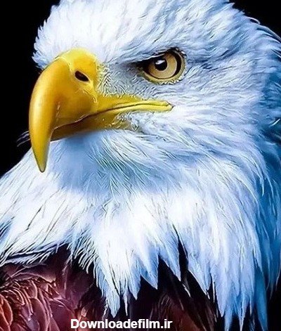  عکس عقاب ترسناک برای پروفایل