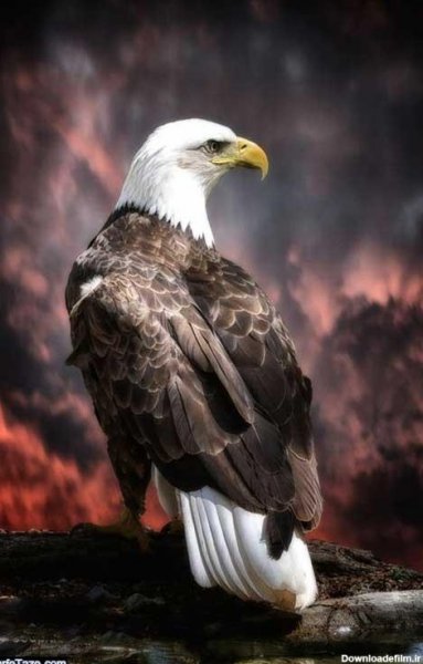  عکس عقاب ترسناک برای پروفایل