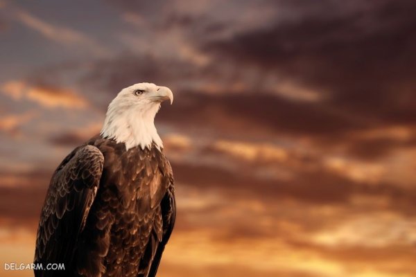  عکس عقاب برای تصویر زمینه