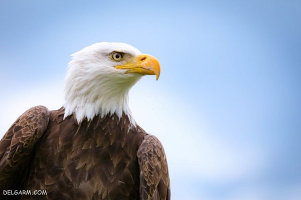  عکس عقاب برای تصویر زمینه